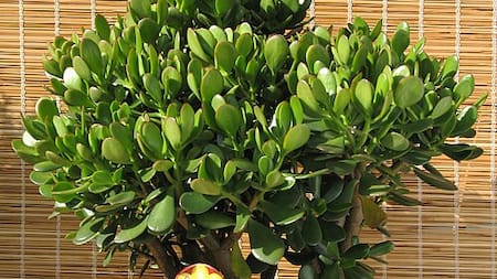 El árbol de jade se consolidó como una de las plantas de interior más elegidas a lo largo de 2025.