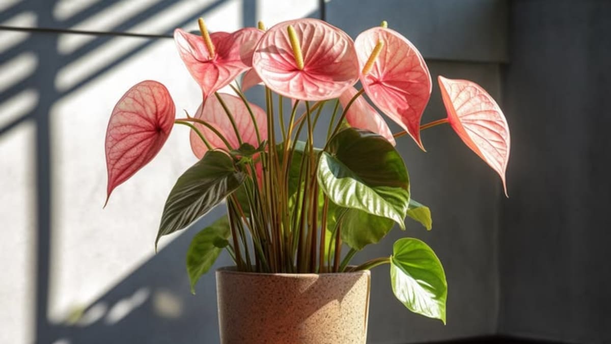 Guía para cuidar un anturio en casa: la planta tropical que florece todo el año y necesita pocos cuidados