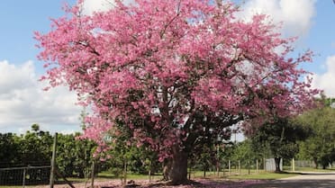 Un ejemplar perfecto para patios y jardines: el árbol ornamental que sobrevive con poca agua y brinda una abundante sombra