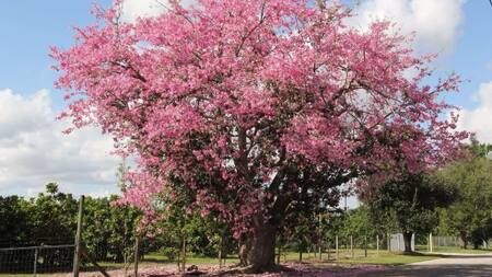 Palo borracho (Ceiba insignis).