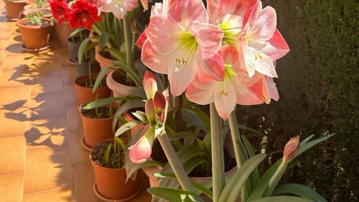 La planta de flores grandes y coloridas que crece en maceta, puede vivir hasta 70 años y se adapta a espacios interiores