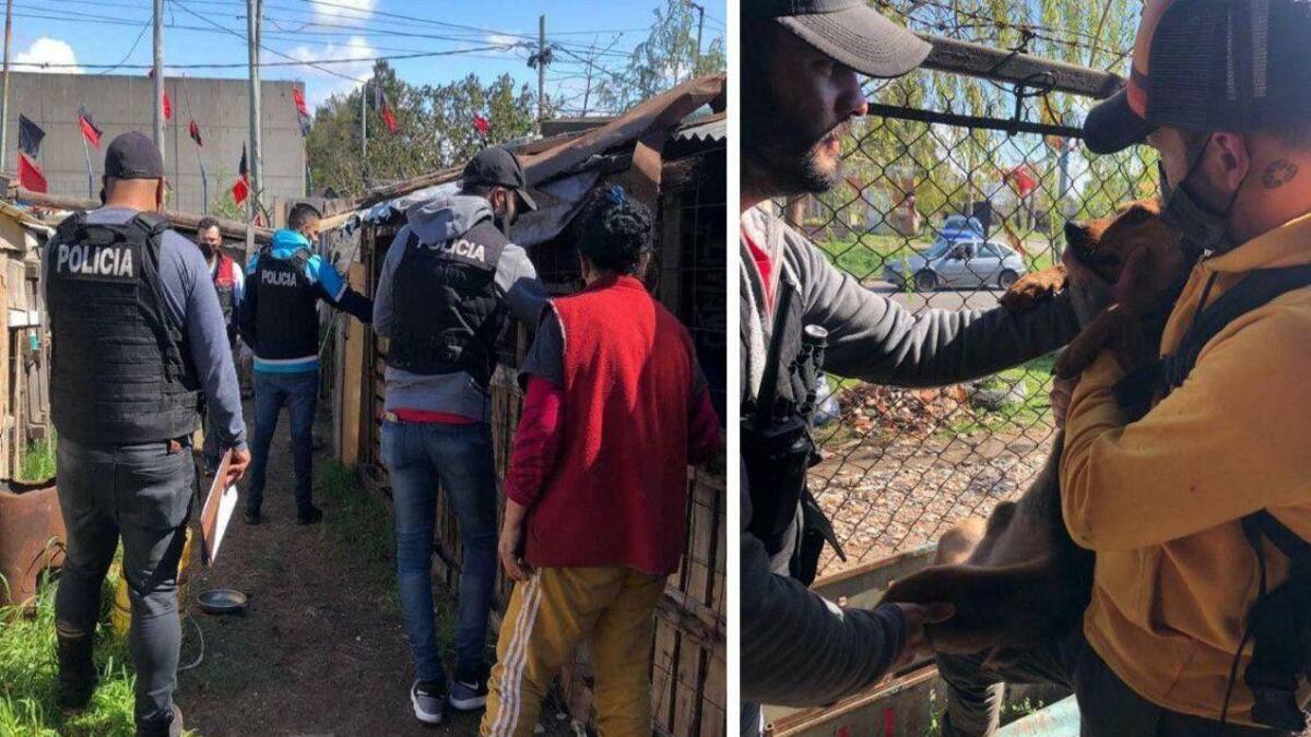 Refugio en Quilmes con perros maltratados y muertos