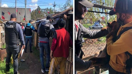 Refugio en Quilmes con perros maltratados y muertos