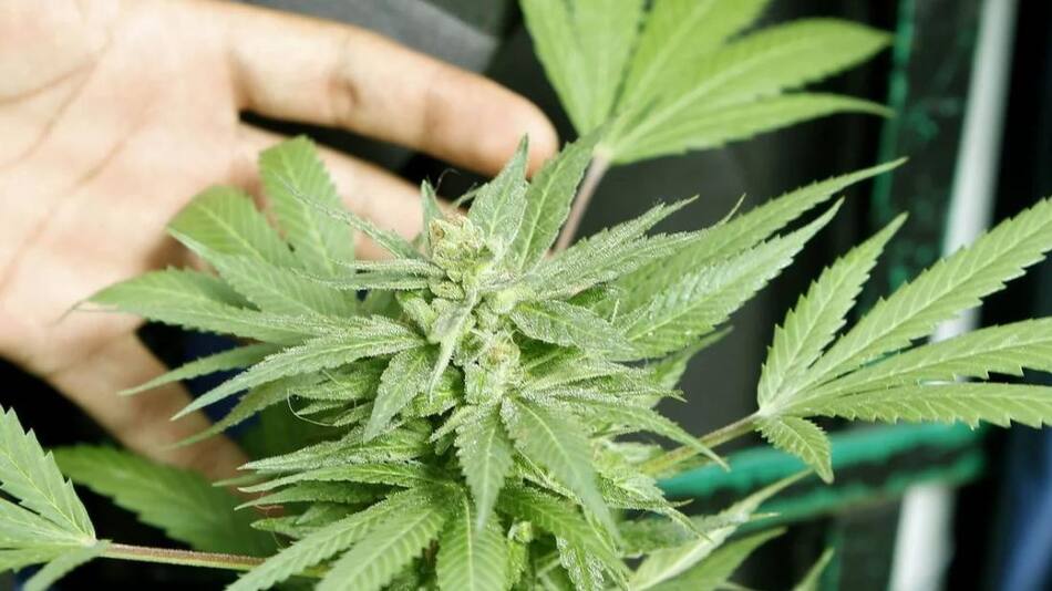 Planta de marihuana