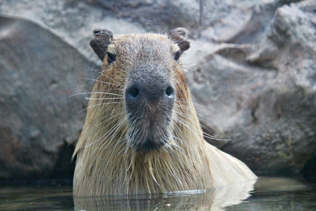 Capibara, carpincho. Foto: Unsplash.