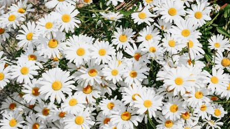 Margarita. Fuente: Unsplash.