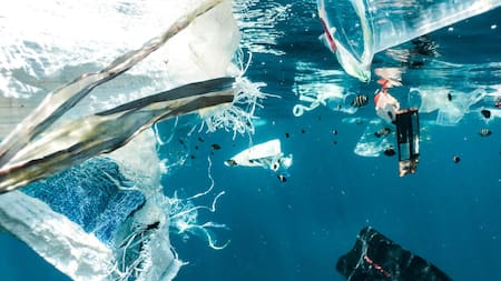 Fauna acuática con plástico. Foto: Unsplash