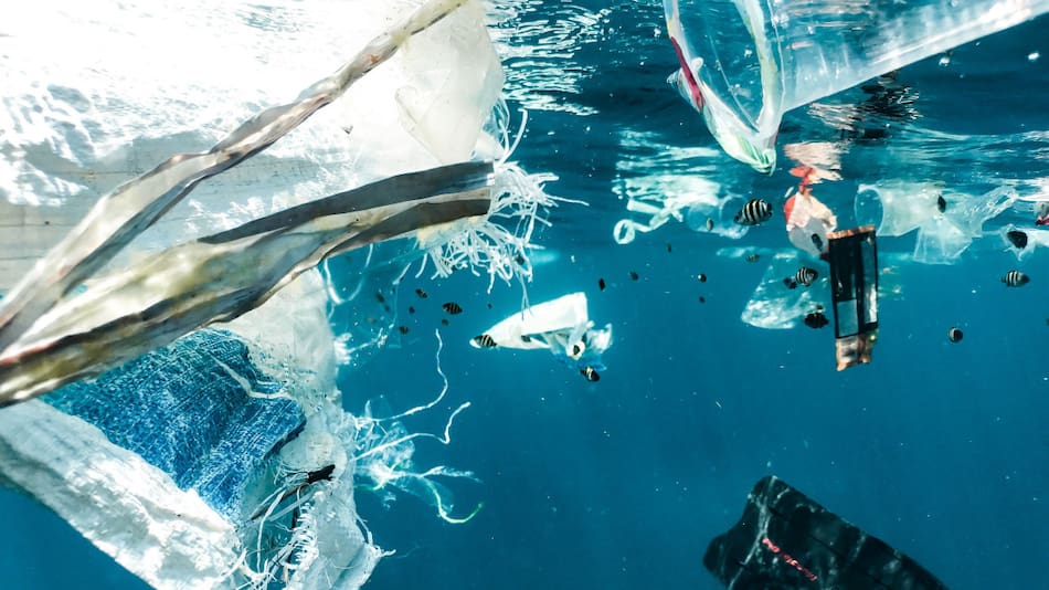 Fauna acuática con plástico. Foto: Unsplash