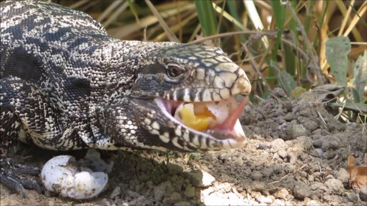 Lagarto argentino que atemoriza a la fauna de EE.UU.