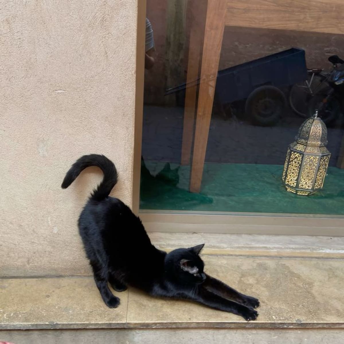 Las protectoras de animales piden cuidar a los gatos negros en vísperas de Halloween