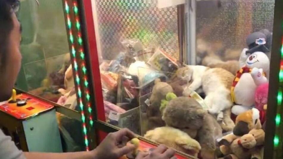 Gatito atrapado en máquina de peluches - viral en redes