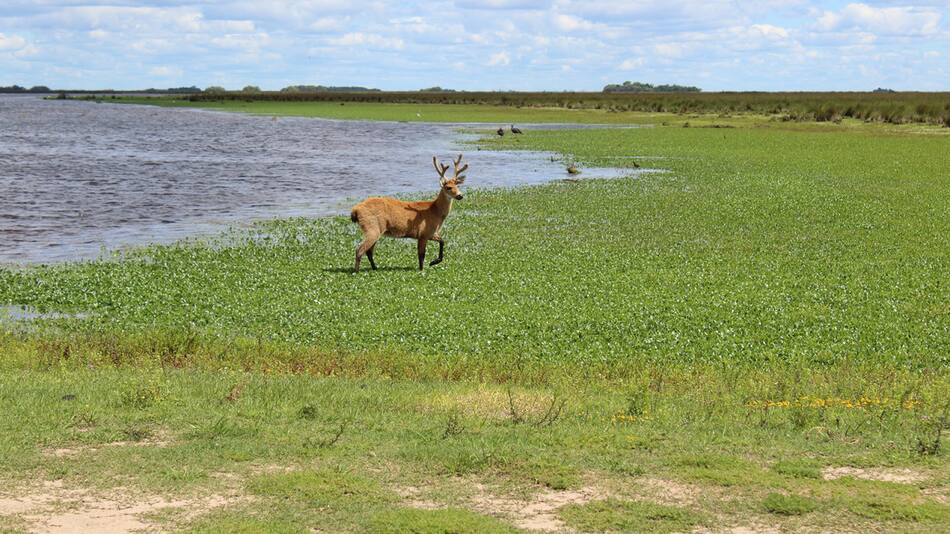 Parque Nacional Ciervo de los Pantanos. Foto: Argentina.gob