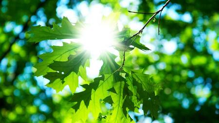 Medio Ambiente, Naturaleza, Ecología