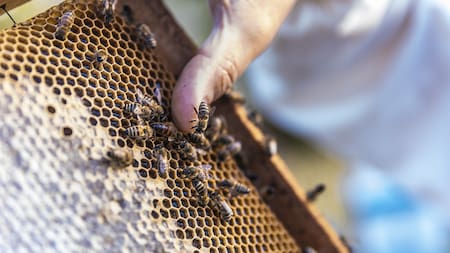Policías fueron atacados con abejas en pleno operativo. Foto: Freepik.