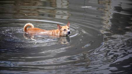 Rescate de animales en Brasil. Foto: EFE.