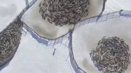 Ciervos giran en círculos en Rusia