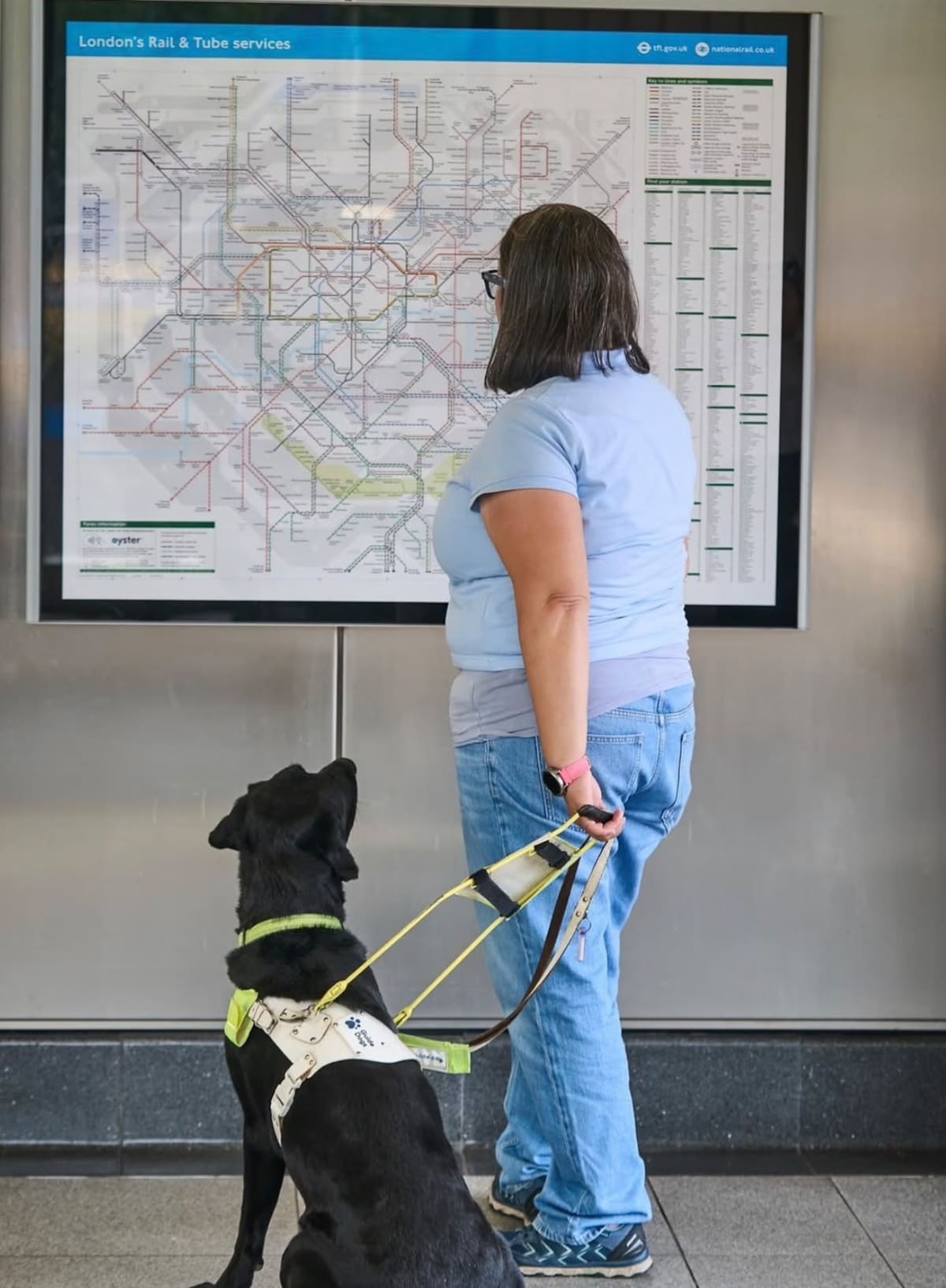 Orlando, el perro labrador que sobrevivió a una rara enfermedad y logró convertirse en perro guía.