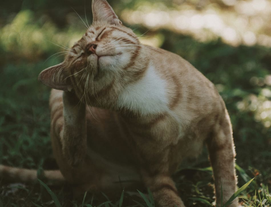 Gatos, mascotas. Foto: Unsplash