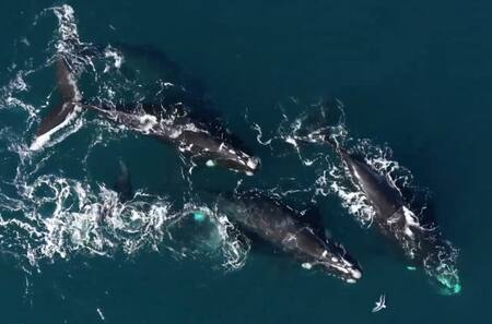 Ballenas en temporada de parto. Foto: captura Ruptly.