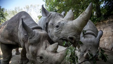 Aumenta la caza furtiva de rinocerontes. Foto EFE.
