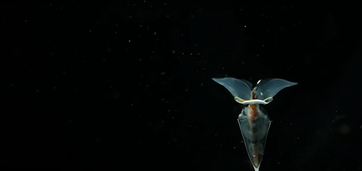 Un grupo de investigadores encontró extrañas criaturas marinas durante una expedición a la Antártida. Foto: YouTube / Australian Antarctic Program Partnership.