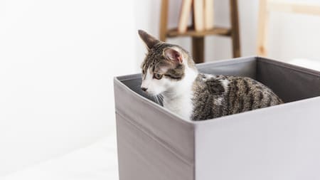 La misteriosa habilidad que poseen los gatos. Foto Freepik