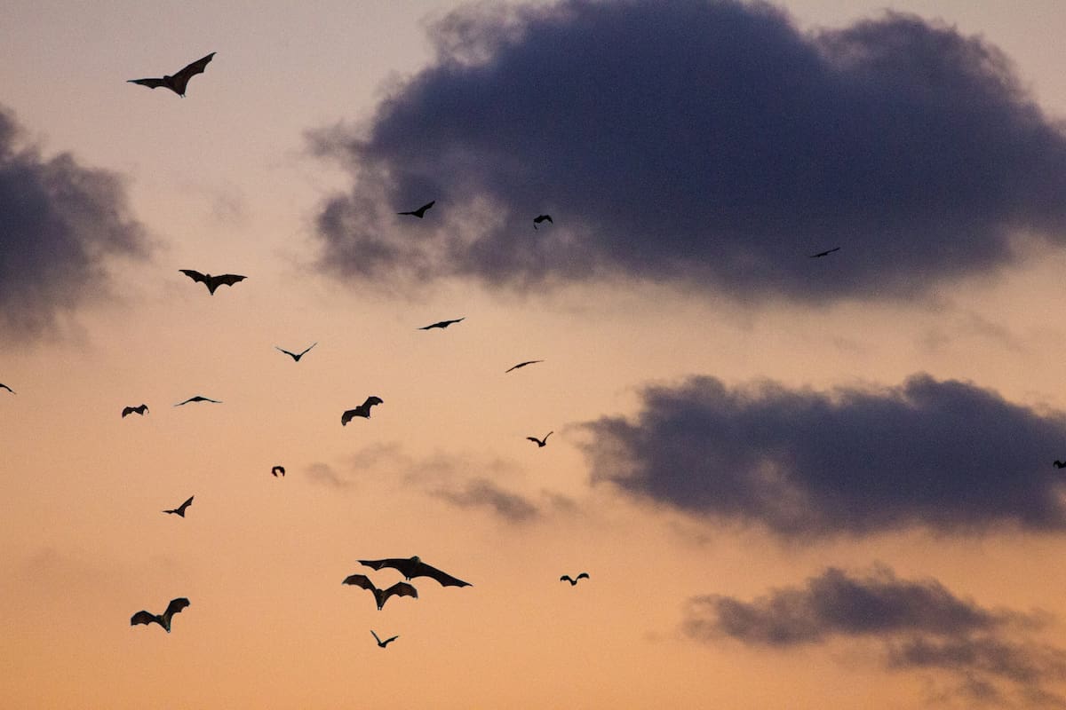Murciélagos. Foto Unsplash