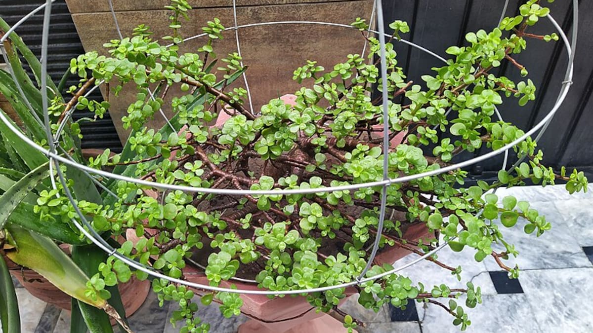 Los secretos para cuidar correctamente al árbol de Jade.