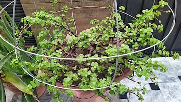 Azúcar en el árbol de jade: por qué lo recomiendan y para qué sirve