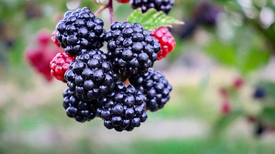 Moras. Foto Unsplash.