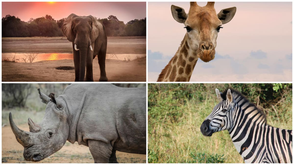 Animales silvestres. Foto: Pexels.