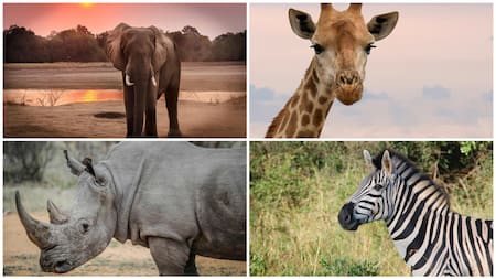 Animales silvestres. Foto: Pexels.