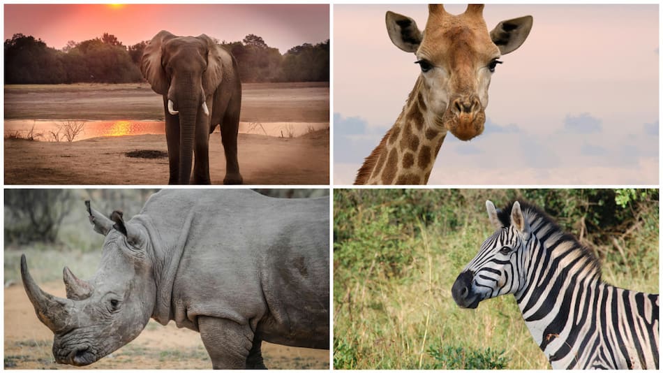 Animales silvestres. Foto: Pexels.