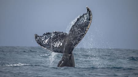 Ballena jorobada. Foto: Depositphotos / gentileza WCS Argentina