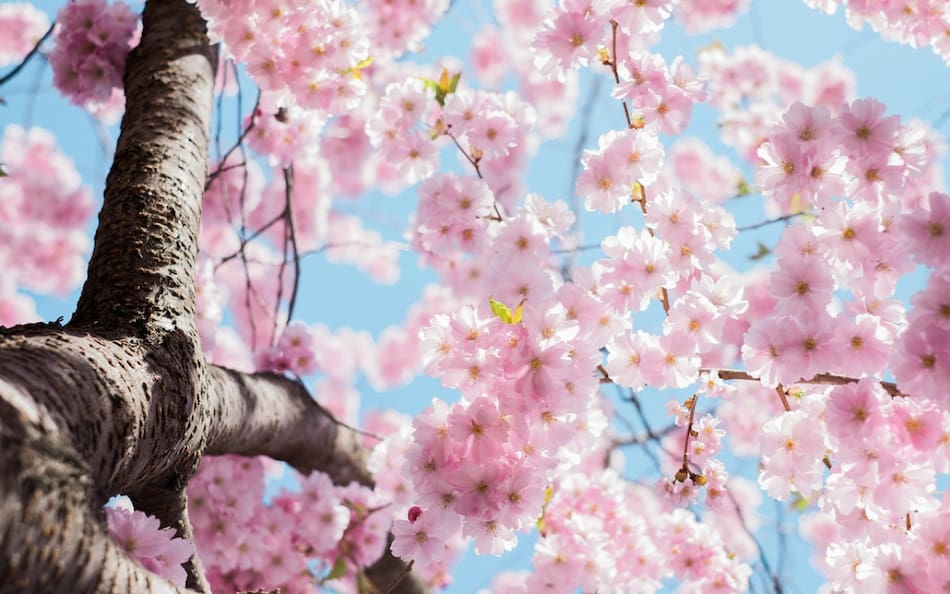 Primavera. Foto: Unsplash.