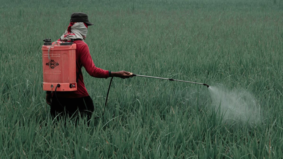 Persona rociando una plantación con herbicidas.
