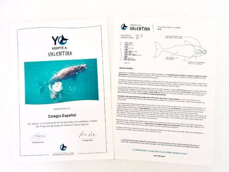 Adopción de Ballenas. Fuente: Instituto de Conservación de Ballenas (ICB)