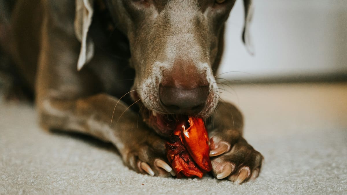 Cuál es la comida prohibida para los perros.