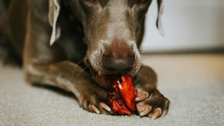 Cuál es la comida prohibida para los perros.