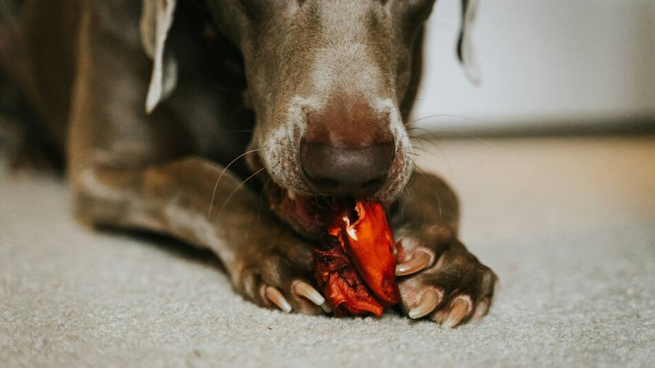 Semana de las Mascotas.