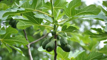 Al ser una fruta con un precio elevado, muchos con jardín en sus casas optaron por plantar la semilla