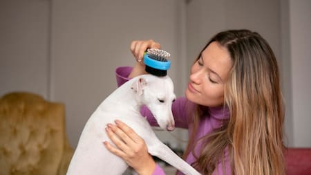 Perro, cepillo. Fuente: Freepik