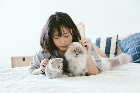 Gatos; felinos; mascotas. Foto: Unsplash.