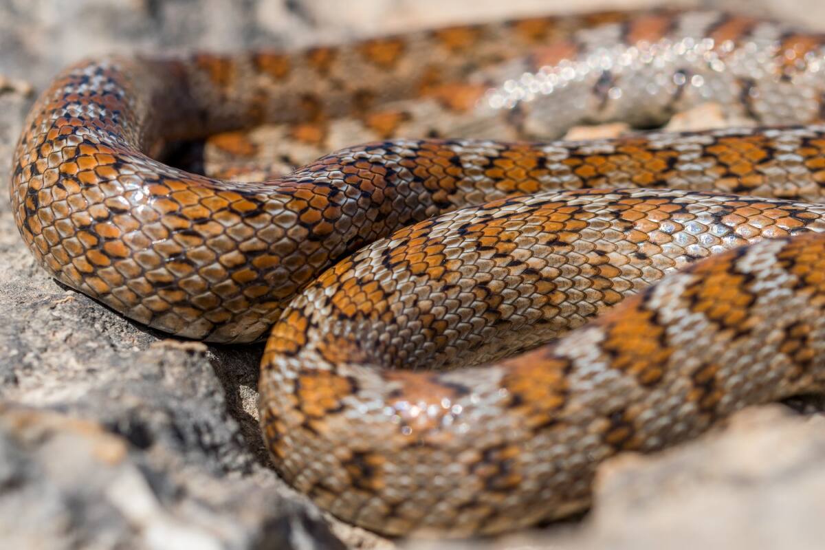 Serpiente. Foto Freepik
