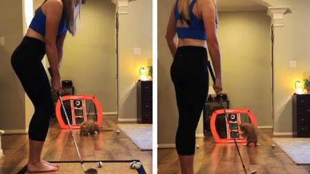 Viral en redes, gato arquero