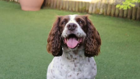 Los perros, los mejores amigos del hombre, que también se "parecen" a ellos. Foto: Unsplash.