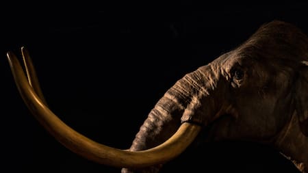 Mamut lanudo. Unsplash.