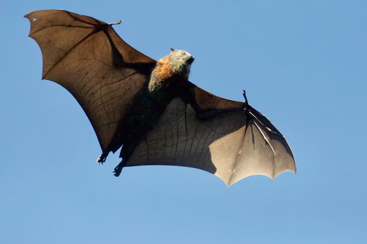 Nipah, transmitidos por muercielagos. Foto: Unsplash