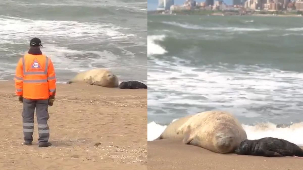 Alfredito, el elefante marino que nació en Mar del Plata.