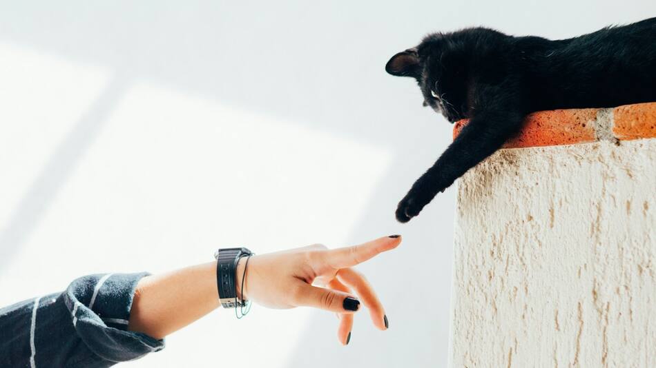 Gato; felino; mascota. Foto: Unsplash.